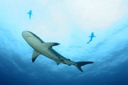 Caribbean reef shark and friends by Victoria Collins 